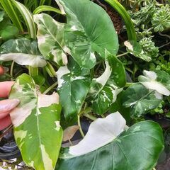 激レアコロカシア • 球根 • 観葉植物 • 白斑 斑入りの画像