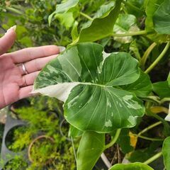 激レアコロカシア • 球根 • 観葉植物 • 白斑 斑入りの画像