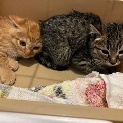 里親様決定！珍しいチャトラの女の子❤️