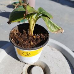 ドワーフモンキーバナナ苗ですの画像