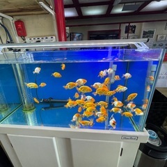 金魚　ランチュウ　の画像