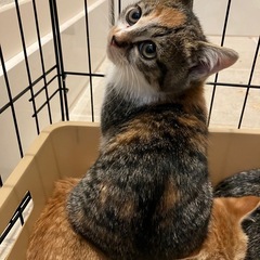 とても可愛い三毛ちゃん❤️２ヶ月