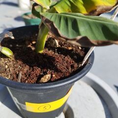 ドワーフモンキーバナナ苗ですの画像