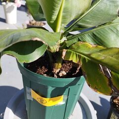 ドワーフモンキーバナナ苗ですの画像