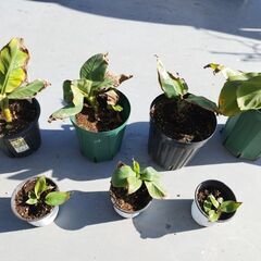 ドワーフモンキーバナナ苗ですの画像