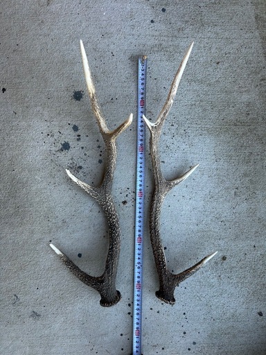 鹿の角①