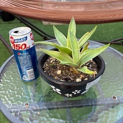 値下げ　アガベ　ベネズエラ① 　植物　観葉植物の画像