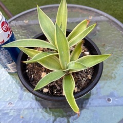 値下げ　アガベ　ベネズエラ① 　植物　観葉植物の画像