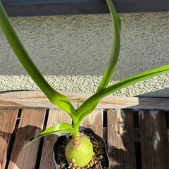 オーニソガラムコーダツム苗　の画像