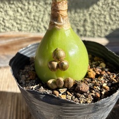 オーニソガラムコーダツム苗　の画像