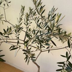 観葉植物 オリーブの画像