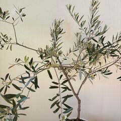 観葉植物 オリーブの画像