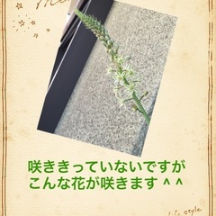 オーニソガラムコーダツム苗　の画像