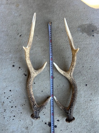 ストア 鹿の角④ 鹿の角 4本セット 鹿の角 大きめ 4