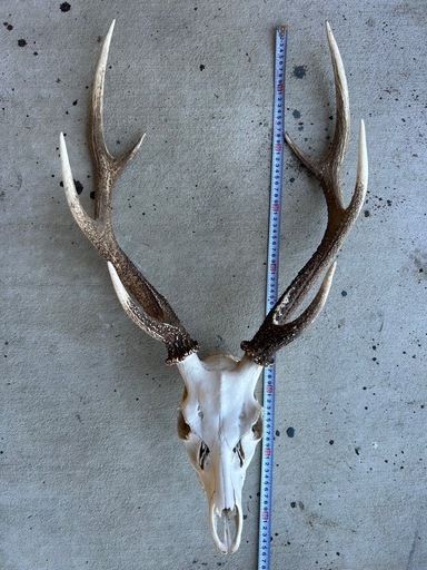 鹿の角　頭蓋骨付き