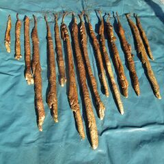 自然薯（栽培自然薯）の画像