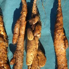 自然薯（栽培自然薯）の画像