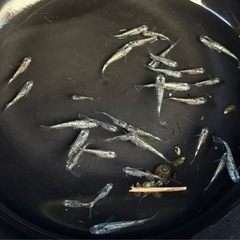 メダカ　緑光黒百式ラメ15匹の画像