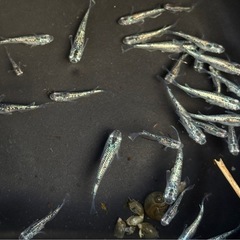 メダカ　緑光黒百式ラメ15匹の画像