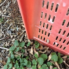 スコップ　まとめて　5本 除雪の画像