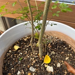 【家庭運 シンボルツリー】シマトネリコ 大サイズ 庭木 観葉植物 鉢のままの画像