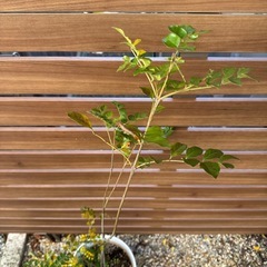 【家庭運 シンボルツリー】シマトネリコ 大サイズ 庭木 観葉植物 鉢のままの画像