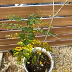 【家庭運 シンボルツリー】シマトネリコ 大サイズ 庭木 観葉植物 鉢のままの画像