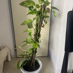 ポトス鉢植えの画像