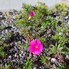 オキザリス 球根の画像