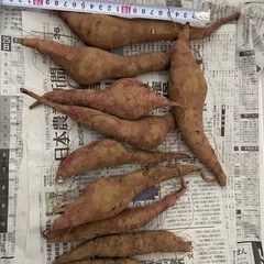 値下げ　紅はるか　さつまいも　2キロの画像