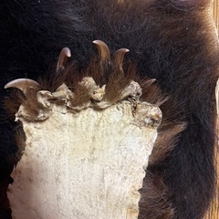 ツキノワグマ　毛皮ラグマットの画像