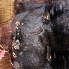 ツキノワグマ　毛皮ラグマットの画像