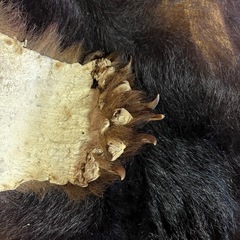 ツキノワグマ　毛皮ラグマットの画像