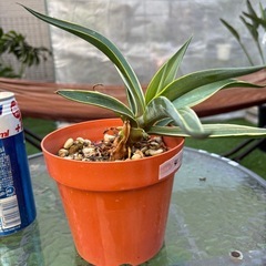 アガベ　ベネズエラ④ 植物　観葉植物の画像