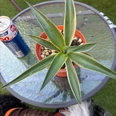 アガベ　ベネズエラ④ 植物　観葉植物の画像