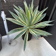 アガベ　ベネズエラ④ 植物　観葉植物の画像
