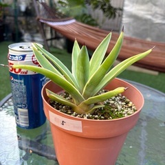 アガベ　ベネズエラ⑤ 植物　観葉植物の画像