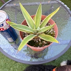 アガベ　ベネズエラ⑤ 植物　観葉植物の画像