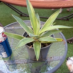 値下げ　アガベ　ベネズエラ⑥ 植物　ドライガーデン　観葉植物の画像