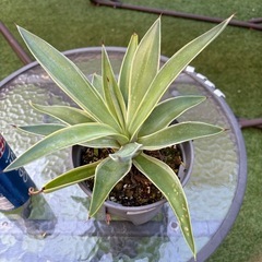 値下げ　アガベ　ベネズエラ⑥ 植物　ドライガーデン　観葉植物の画像