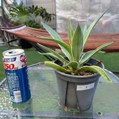 値下げ　アガベ　ベネズエラ⑥ 植物　ドライガーデン　観葉植物
