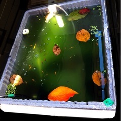 メダカに🍂柿の葉🍃害菌から守れる.抗菌効果葉🍂室内.家外のメダカ飼育に.越冬準備に！５０枚！の画像