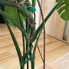 決まりました  大株 モンステラの画像