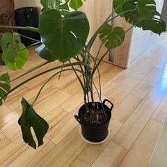 決まりました  大株 モンステラの画像