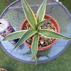 値下げ　アガベ　ベネズエラ⑧ 植物　ドライガーデン　観葉植物の画像