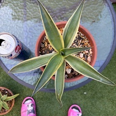 値下げ　アガベ　ベネズエラ⑧ 植物　ドライガーデン　観葉植物の画像