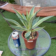 値下げ　アガベ　ベネズエラ⑨  植物　ドライガーデン　観葉植物の画像