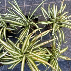 オリヅルラン　7鉢の画像