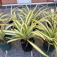 オリヅルラン　7鉢の画像