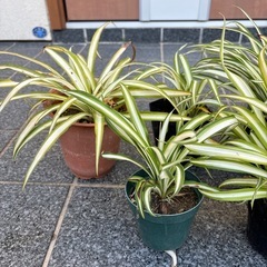 オリヅルラン　7鉢の画像